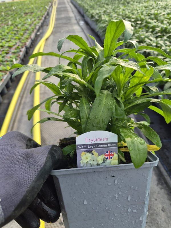 Erysimum 'Leya Lemon Glow' Erysimum 'Leya Orange Glow'