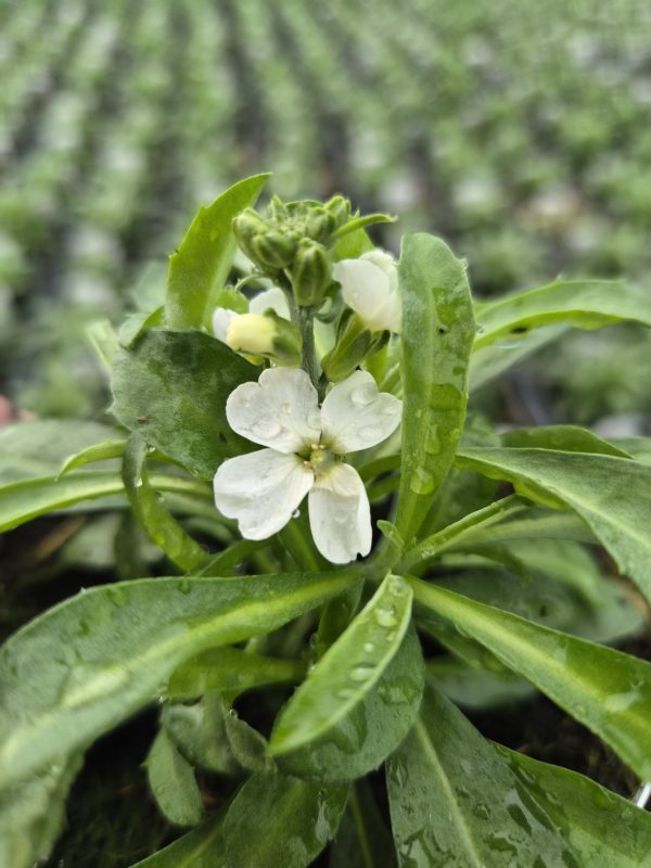 Erysimum 'Leya White' Erysimum 'Leya White'