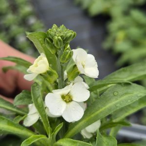 Erysimum 'Leya White'