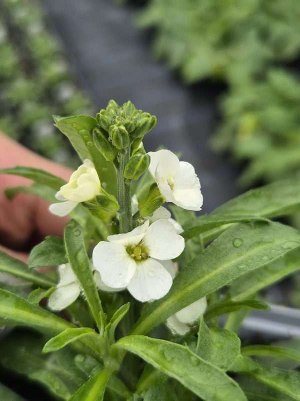 Erysimum 'Leya White'2 Erysimum 'Leya White'