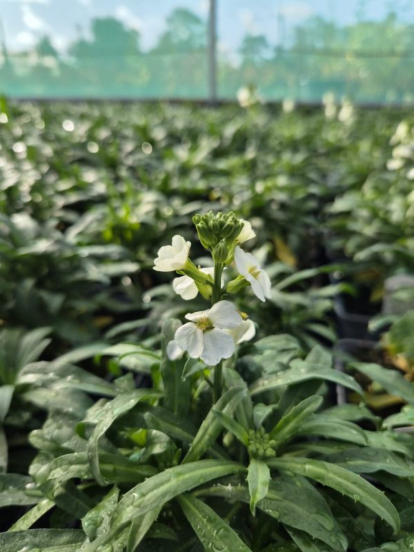 Erysimum 'Leya White'3 Erysimum 'Leya White'