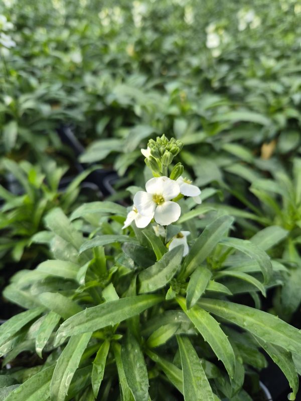 Erysimum 'Leya White'4 Erysimum 'Leya White'
