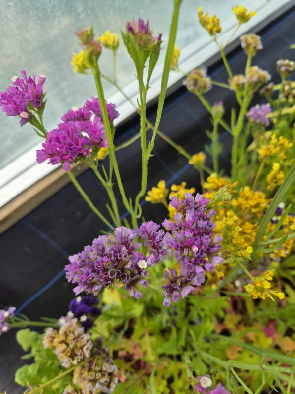 Limonium sinuatum 'Fortress Formula Mix' Limonium sinuatum 'Fortress Formula Mix'