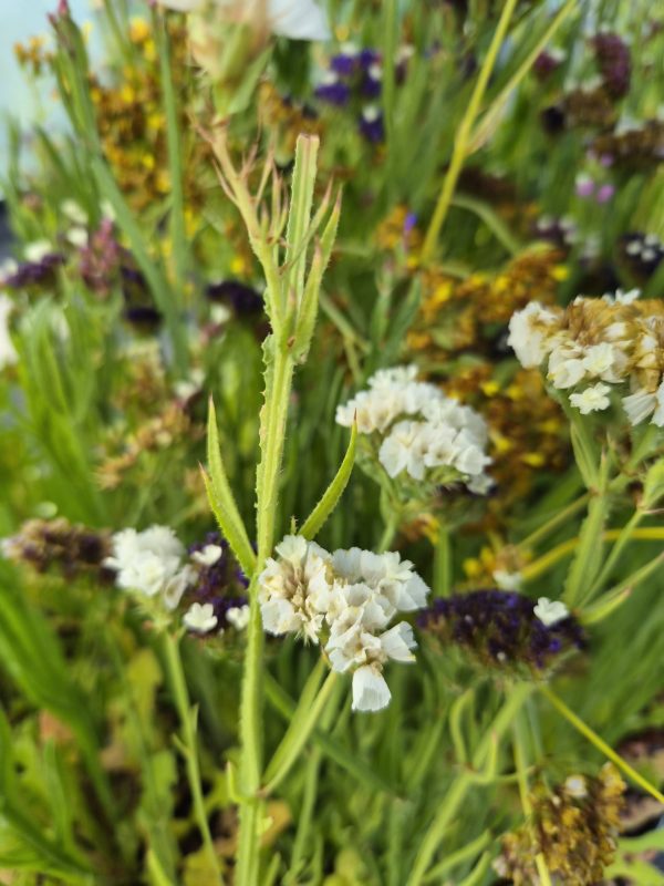 Limonium sinuatum 'Fortress Formula Mix'2 Limonium sinuatum 'Fortress Formula Mix'