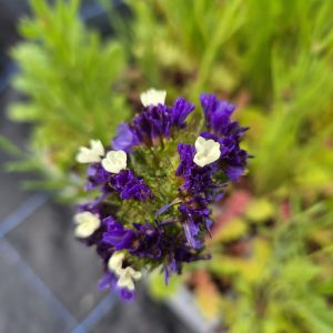 Limonium sinuatum 'Fortress Formula Mix'