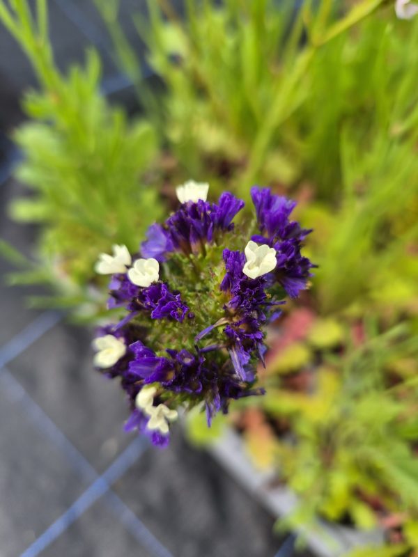 Limonium sinuatum 'Fortress Formula Mix'4 Limonium sinuatum 'Fortress Formula Mix'