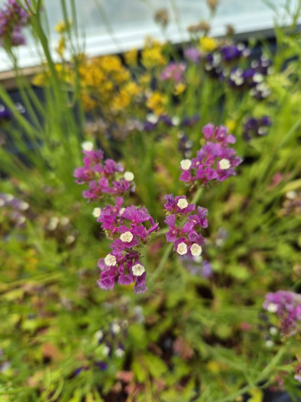 Limonium sinuatum 'Fortress Formula Mix'5 Limonium sinuatum 'Fortress Formula Mix'