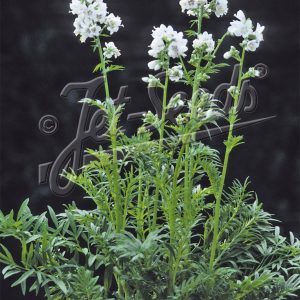 Polemonium caeruleum 'Filigree Clouds'
