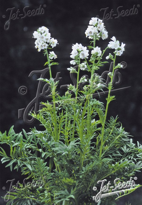 Polemonium caeruleum 'Filigree Clouds' Polemonium caeruleum 'Filigree Clouds'