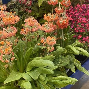Primula candelabra 'Candlelight Apricot Bicolour'