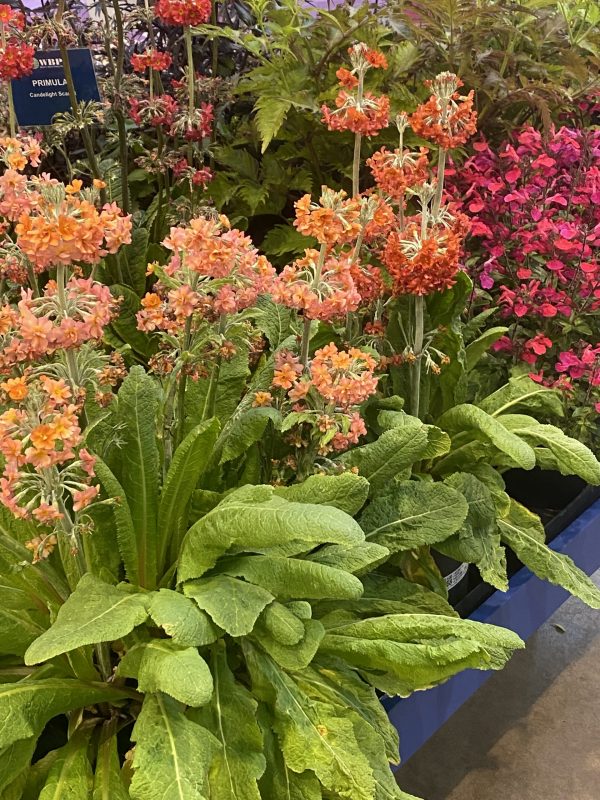 Primula candelabra 'Candlelight Apricot Bicolour' Primula candelabra 'Candlelight Apricot Bicolour'