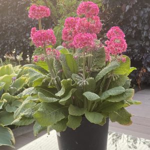 Primula candelabra 'Candlelight Rose'