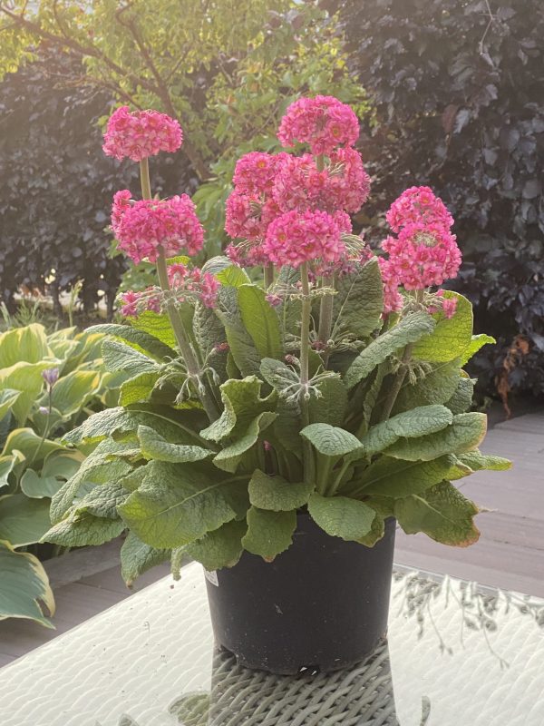 Primula candelabra 'Candlelight Rose'4 Primula candelabra 'Candlelight Rose'