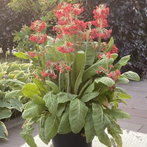 Primula candelabra 'Candlelight Scarlet'