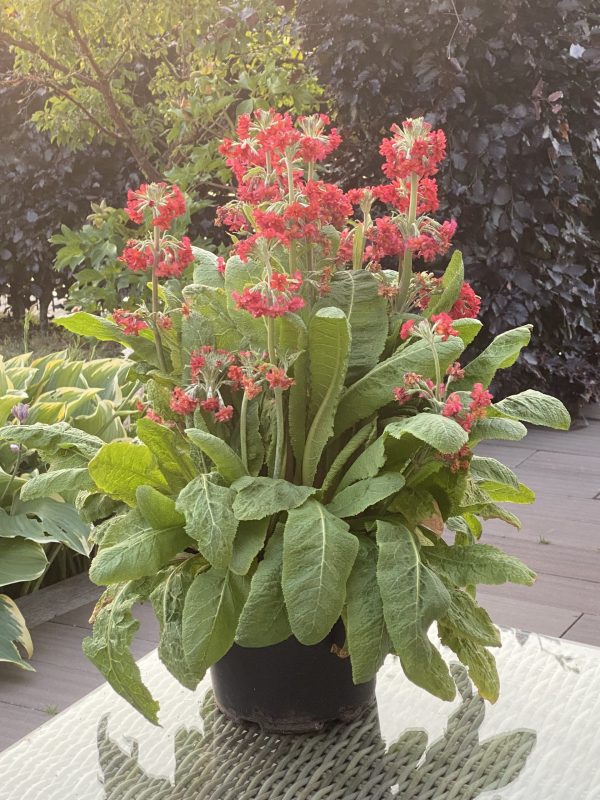 Primula candelabra 'Candlelight Scarlet' Primula candelabra 'Candlelight Scarlet'