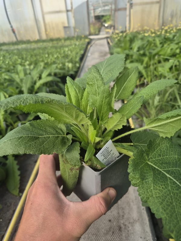 Salvia x sylvestris 'Moulin Rouge' (Fashionista Series) 2 Salvia x sylvestris 'Moulin Rouge'