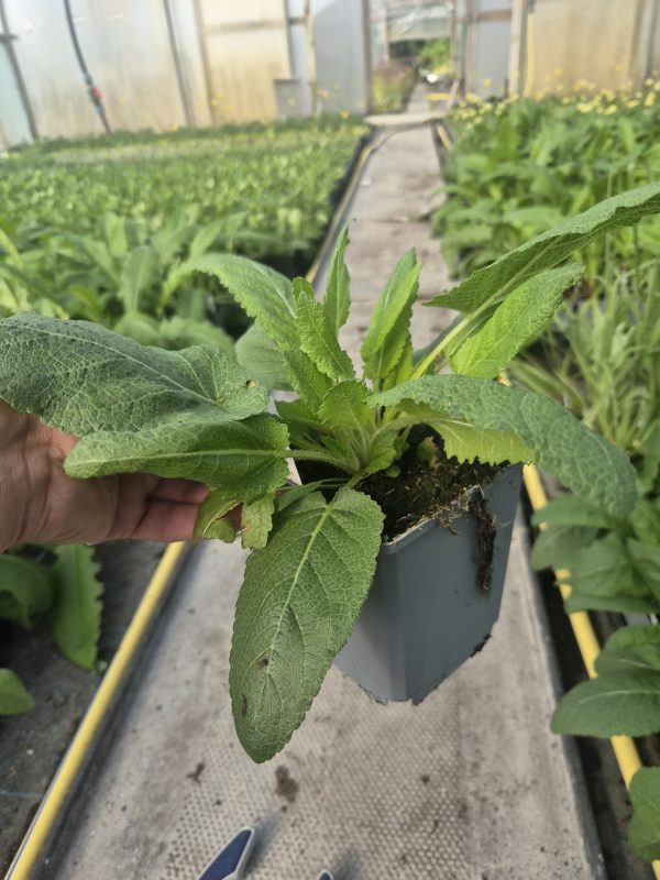 Salvia x sylvestris 'Moulin Rouge' (Fashionista Series) 3 Salvia x sylvestris 'Moulin Rouge'