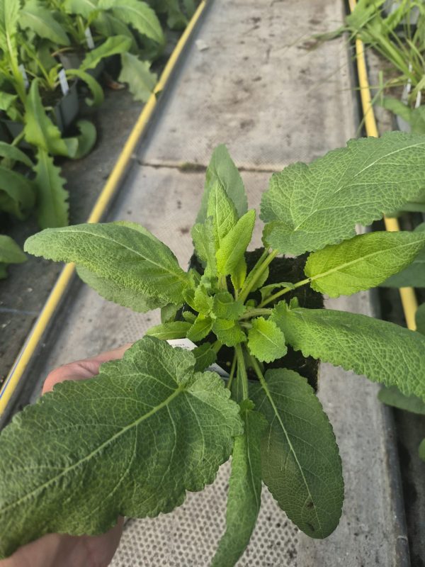 Salvia x sylvestris 'Moulin Rouge' (Fashionista Series) 4 Salvia x sylvestris 'Moulin Rouge'